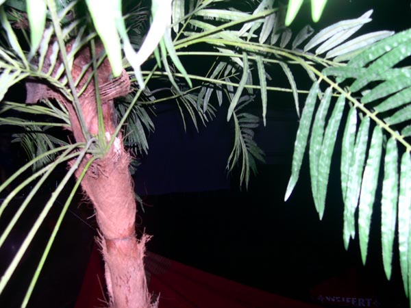 Palm